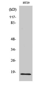 Histone H2B Polyclonal Antibody