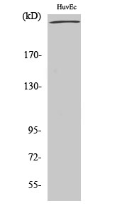 Filamin 1 Polyclonal Antibody