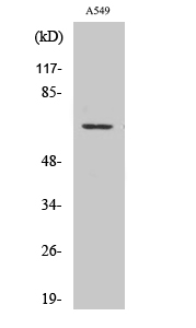 GPR108 Polyclonal Antibody