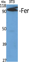 Fer Polyclonal Antibody