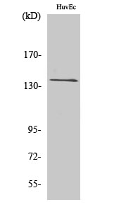 GPR126 Polyclonal Antibody