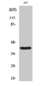 PIG3 Polyclonal Antibody