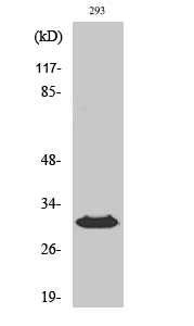 HLA-DOβ Polyclonal Antibody