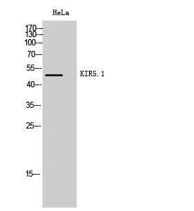 KIR5.1 Polyclonal Antibody