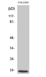 MRP-L50 Polyclonal Antibody