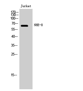 NHE-8 Polyclonal Antibody