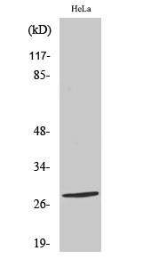 Nkx-2.6 Polyclonal Antibody