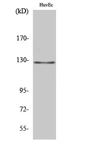 MSH3 Polyclonal Antibody