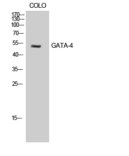 GATA-4 Polyclonal Antibody