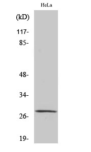 MRRF Polyclonal Antibody