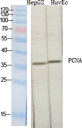 PCNA Polyclonal Antibody