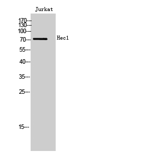 Hec1 Polyclonal Antibody