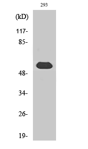 LAP1B Polyclonal Antibody