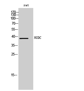 NUDC Polyclonal Antibody