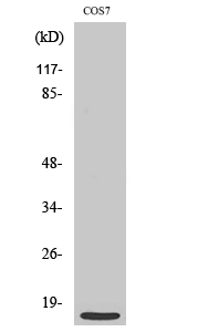 MRP-S21 Polyclonal Antibody