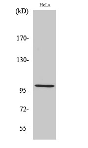 HSP105 Polyclonal Antibody