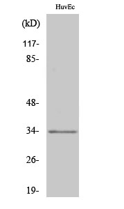 Olfactory receptor 1L6 Polyclonal Antibody