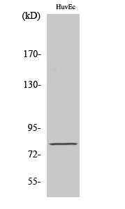 NOL10 Polyclonal Antibody