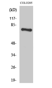 HLX1 Polyclonal Antibody
