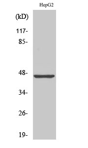 MAGE-1 Polyclonal Antibody