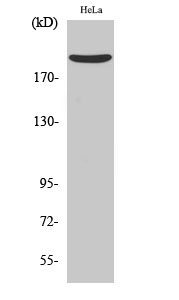 Nogo A Polyclonal Antibody