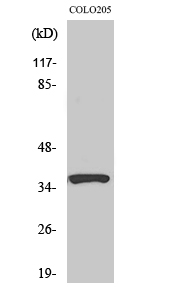 RASSF4 Polyclonal Antibody