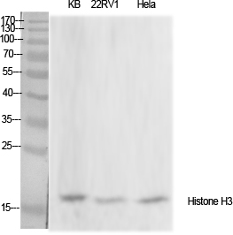 Histone H3 Polyclonal Antibody