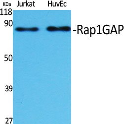 Rap1GAP Polyclonal Antibody