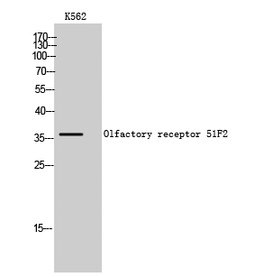 Olfactory receptor 51F2 Polyclonal Antibody