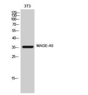 MAGE-A5 Polyclonal Antibody