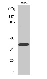 PAR-4 Polyclonal Antibody