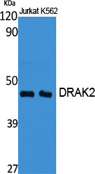 DRAK2 Polyclonal Antibody