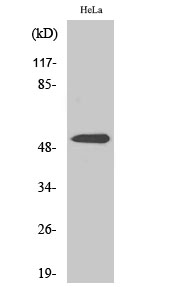 Parkin Polyclonal Antibody