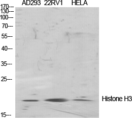 Histone H3 Polyclonal Antibody