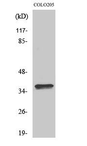 Olfactory receptor 4A15 Polyclonal Antibody