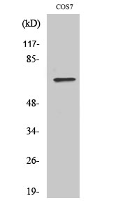 POT1 Polyclonal Antibody
