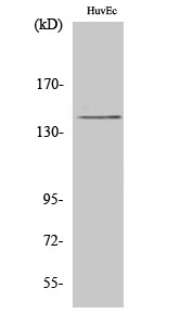 HGK Polyclonal Antibody
