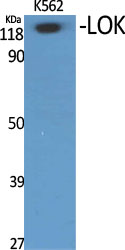 LOK Polyclonal Antibody