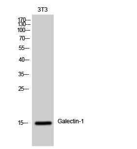 Galectin-1 Polyclonal Antibody