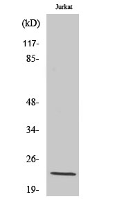 Musculin Polyclonal Antibody
