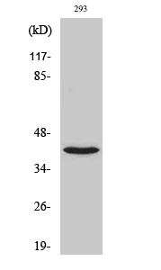 NBPF1/9/10/12/14/15/16/20 Polyclonal Antibody