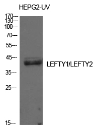 Lefty Polyclonal Antibody