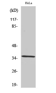ZIS Polyclonal Antibody