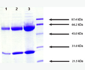 Recombinant Human Tumor Necrosis Factor β/TNFβ