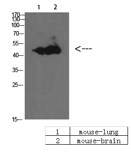 BMP-10 Polyclonal Antibody