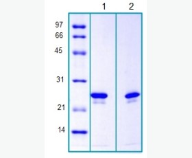 Recombinant Mouse Interleukin-1α/IL-1α