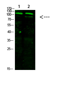 GRIN1 Polyclonal Antibody