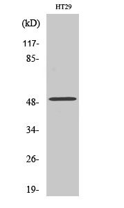 ZFYVE19 Polyclonal Antibody