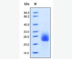 Recombinant E. coli Methionine Aminopeptidase/MetAP/MAP