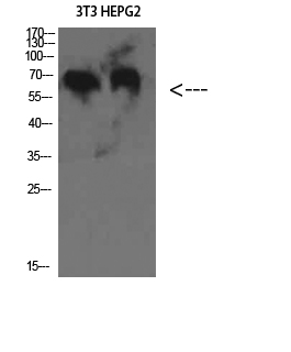 C8 β Polyclonal Antibody